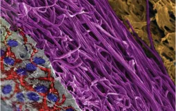 Macromolecular Science 2